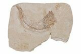 Cretaceous Fossil Fish - Lebanon #218833-1